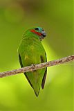 Double-eyed Fig-Parrot